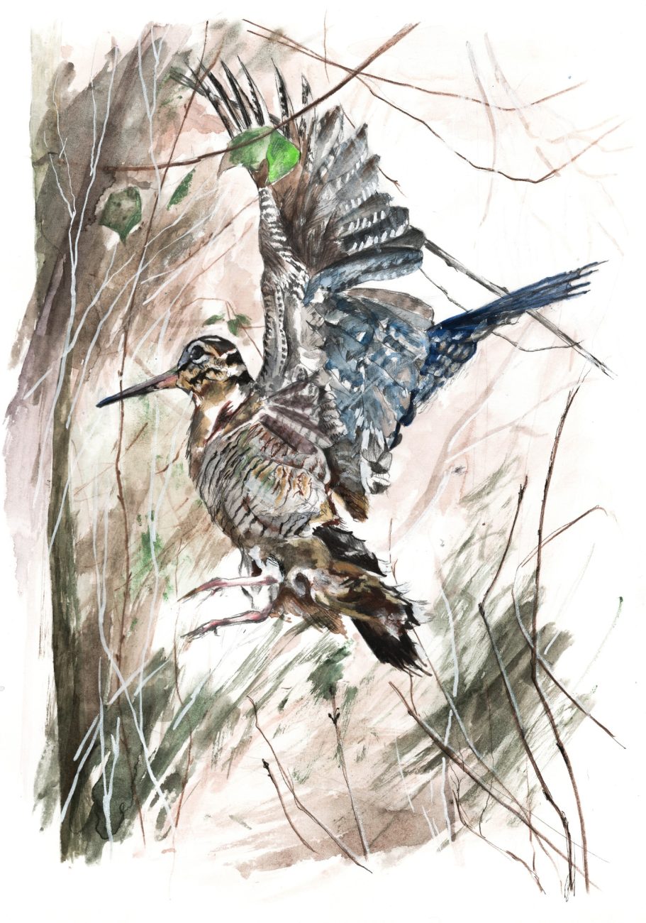 Dessin de bécasse au crayon illustration animalière pour chasseurs