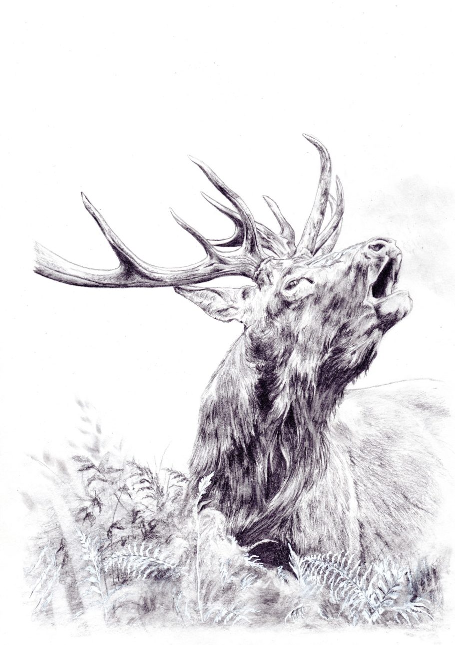 Dessin de cerf qui brame au crayon illustration animalière pour chasseurs