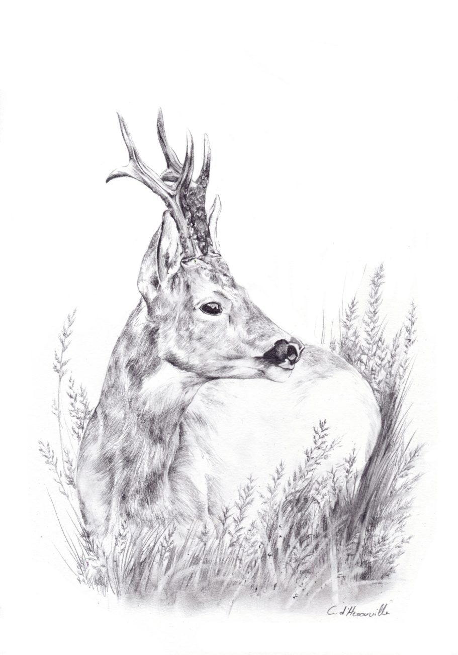 Dessin de chevreuil au crayon illustration animalière pour chasseurs