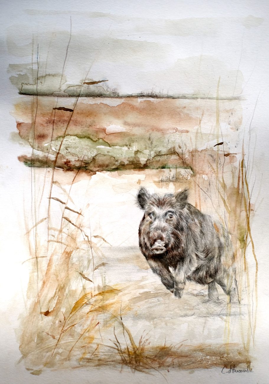 Dessin de sanglier au crayon illustration animalière pour chasseurs