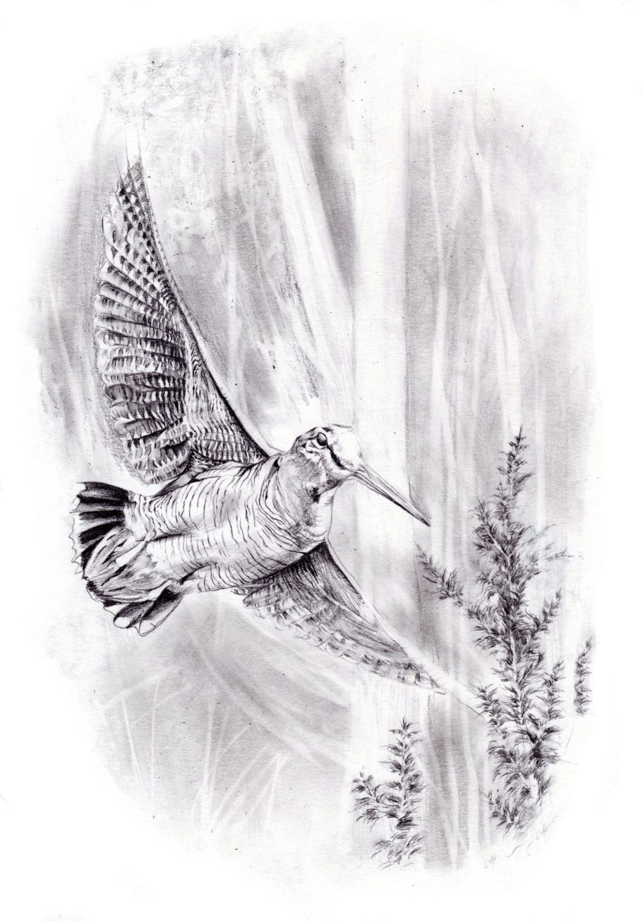 Dessin de bécasse au crayon illustration animalière pour chasseurs