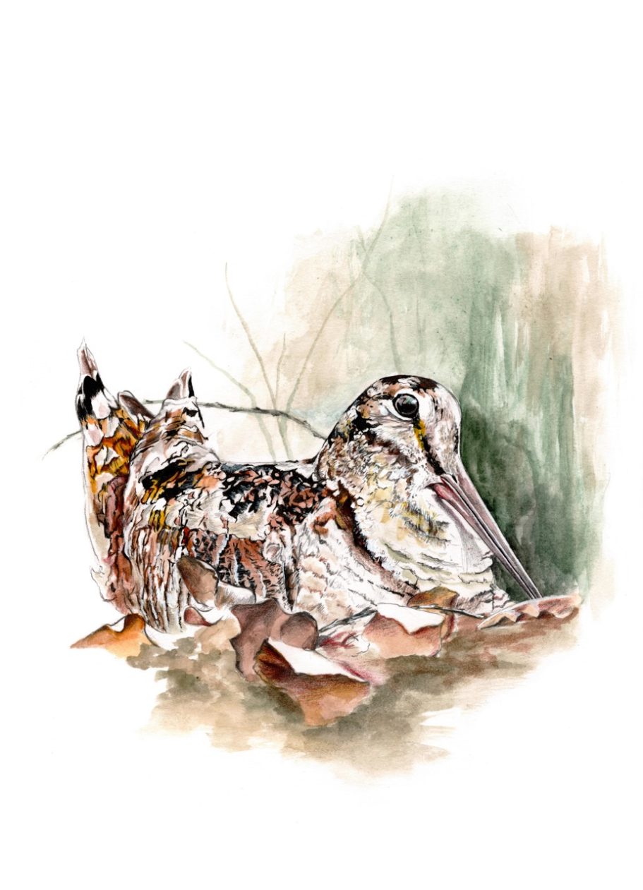 Dessin de bécasse au crayon illustration animalière pour chasseurs