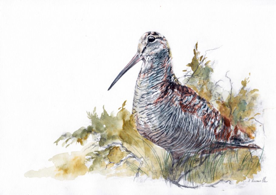 Dessin de bécasse au crayon illustration animalière pour chasseurs