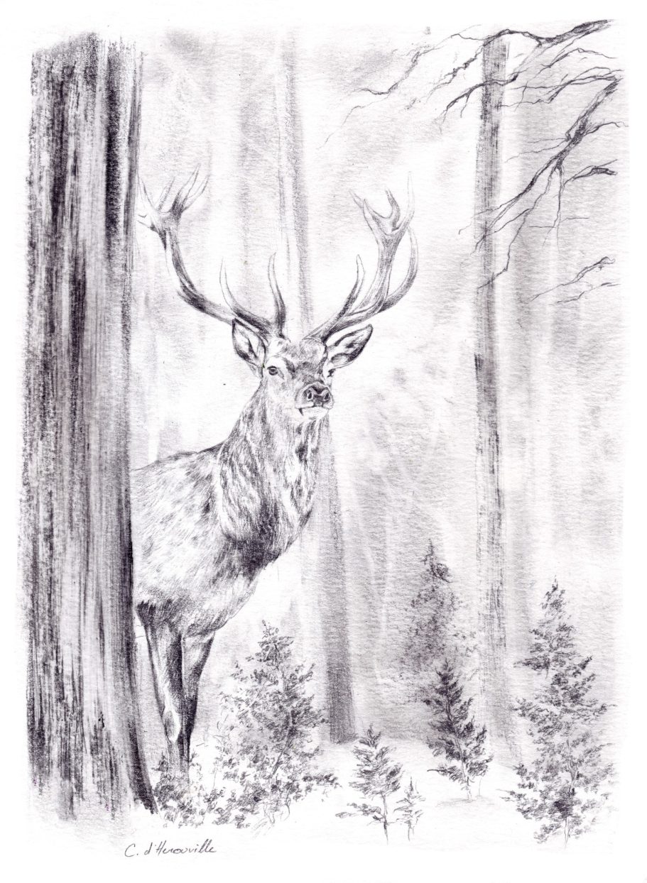 Dessin de cerf au crayon illustration animalière pour chasseurs