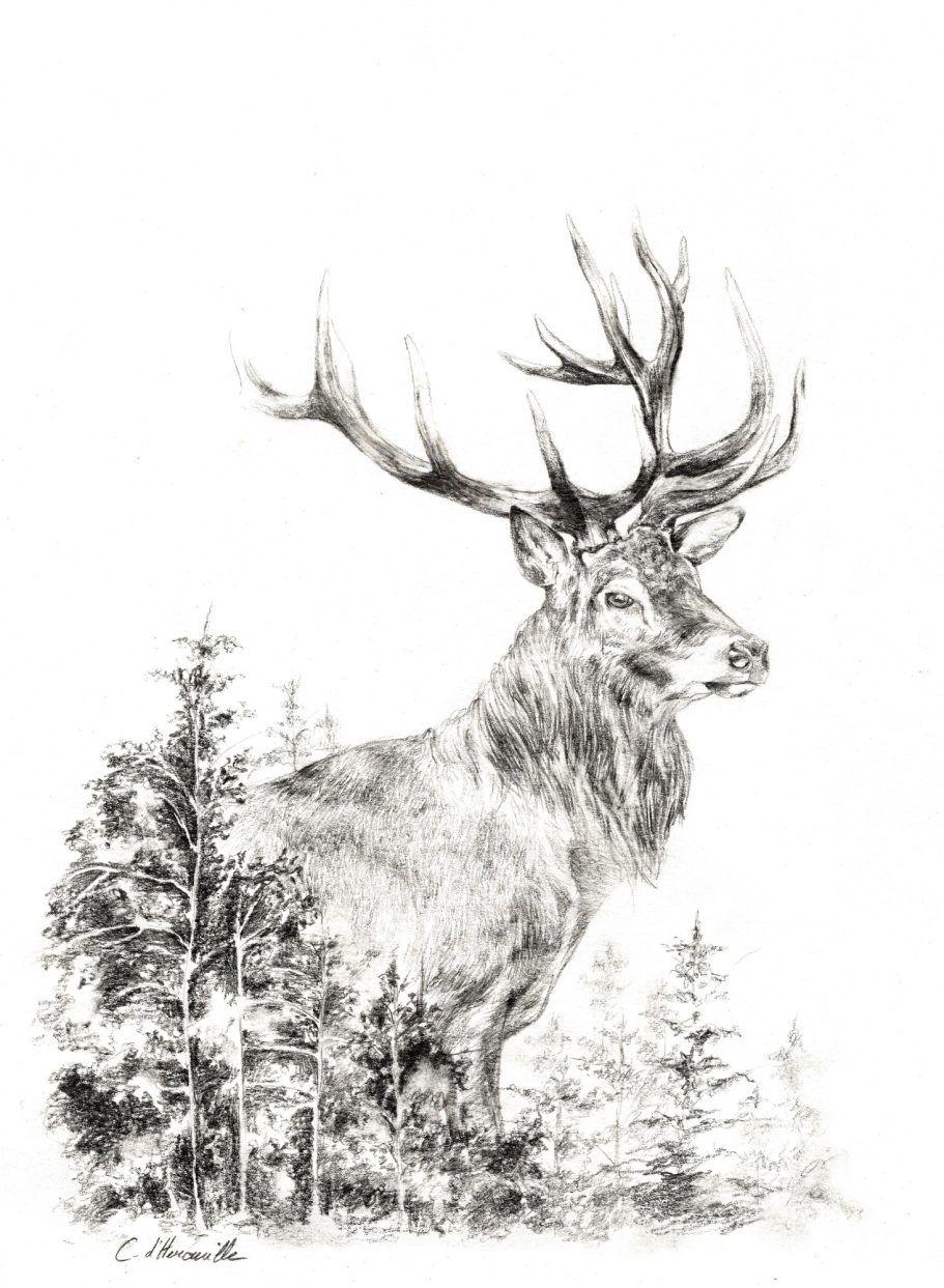 Dessin de cerf au crayon illustration animalière pour chasseurs