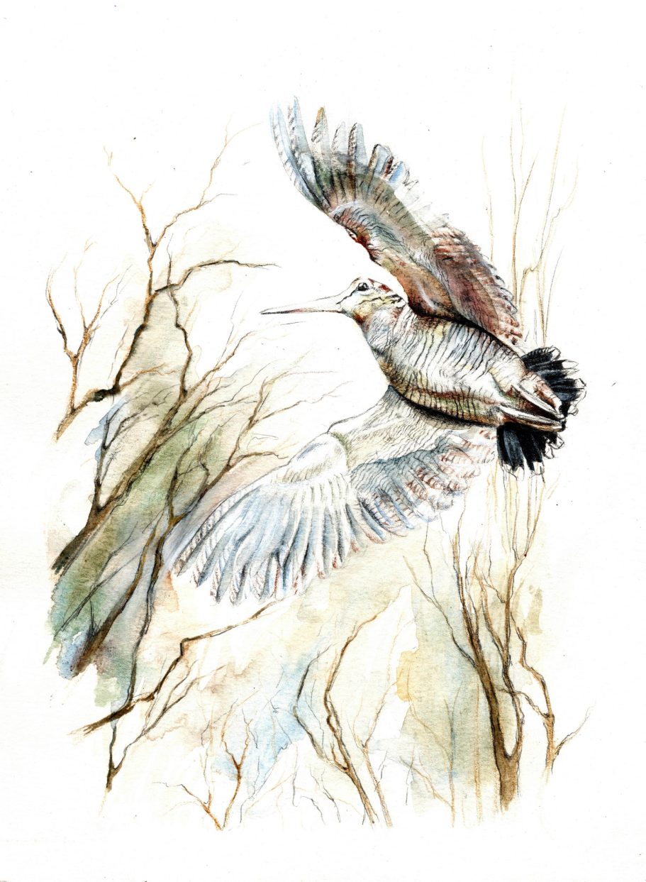 Dessin de bécasse au crayon illustration animalière pour chasseurs