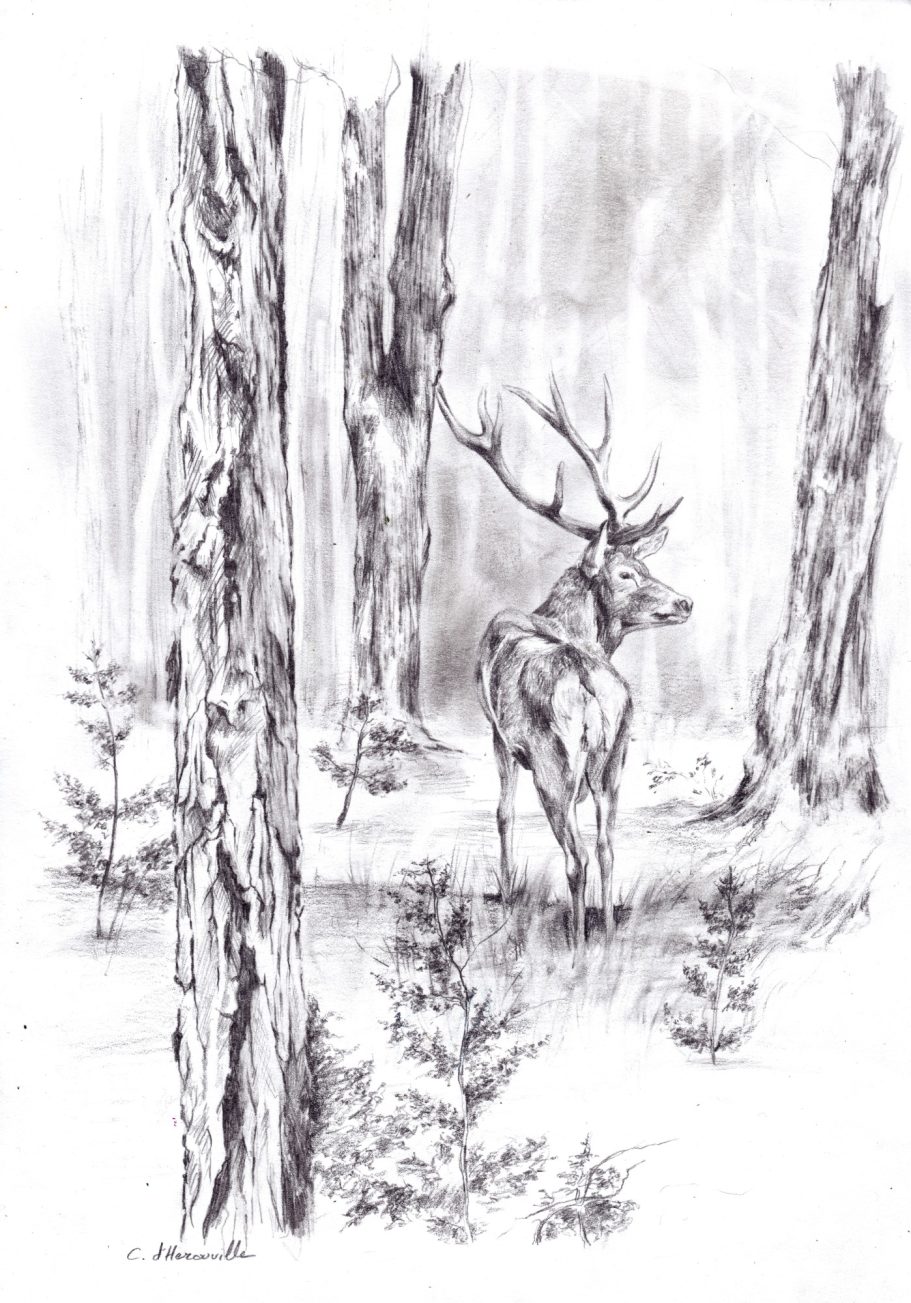 Dessin de cerf au crayon illustration animalière pour chasseurs