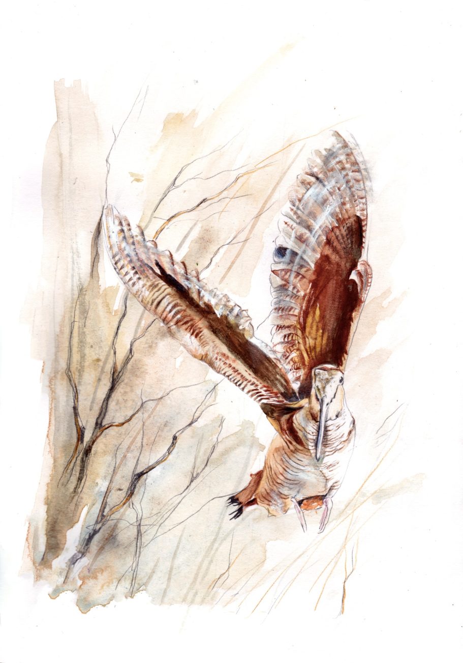 Dessin de bécasse au crayon illustration animalière pour chasseurs